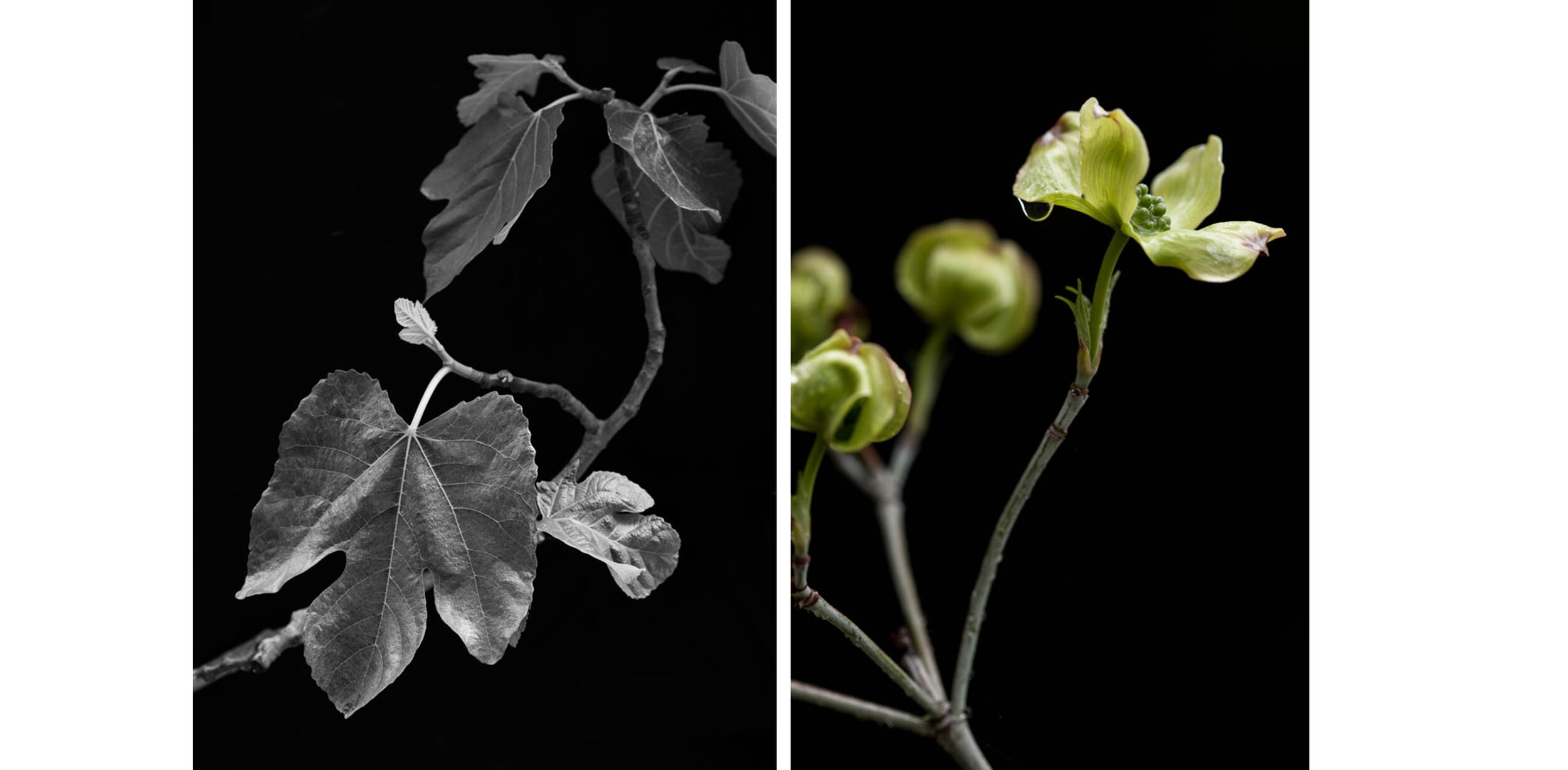 2019_WebTemplate_OuterPlaces_Shrader_PlantPortraits1.jpg