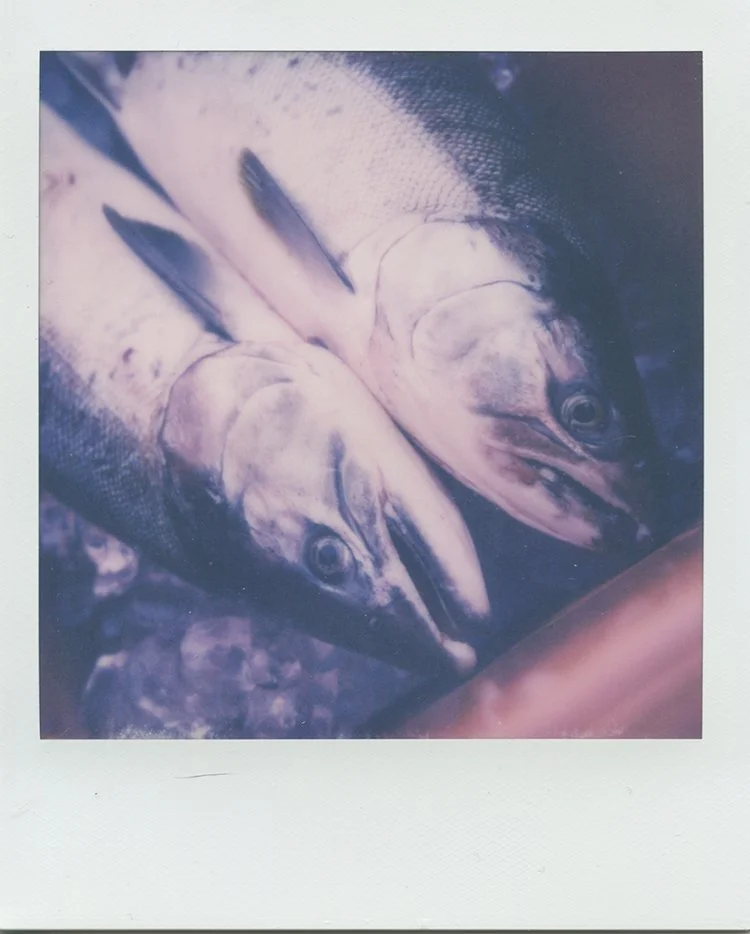 coho3web.jpg