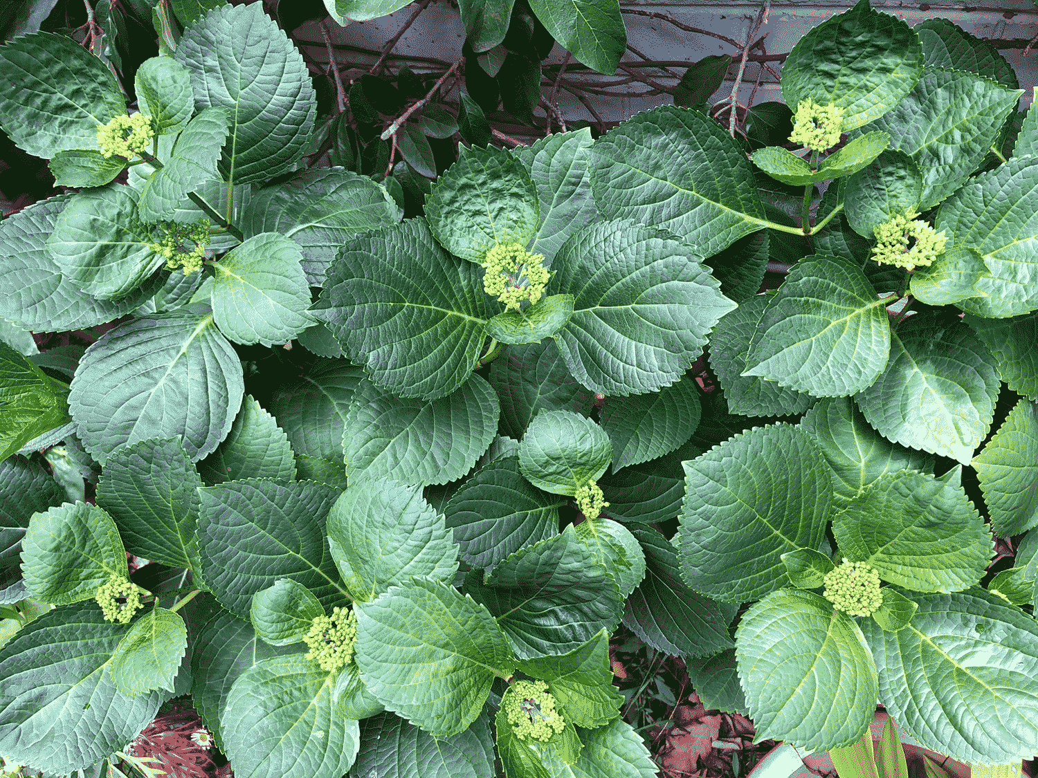 Hydrangea-leaves-bg.png