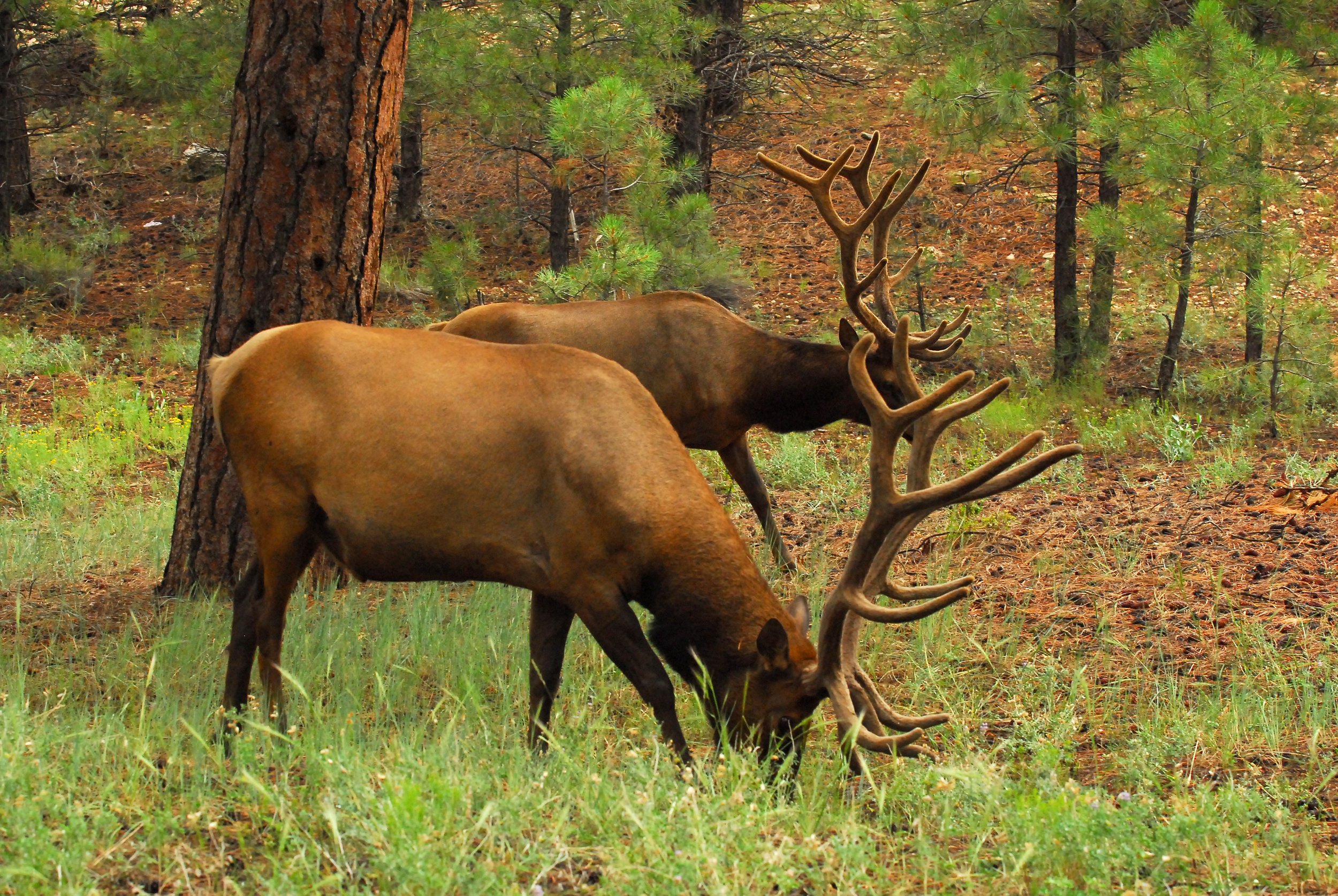 AZ Elk AZGFD-George Andrejko Photo-406.jpg