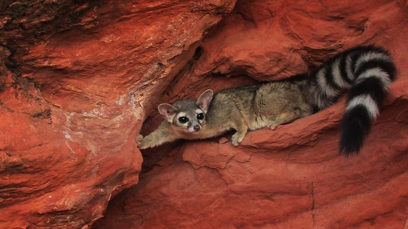 Ring-tailed cat