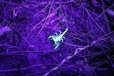 Scorpion under black-light