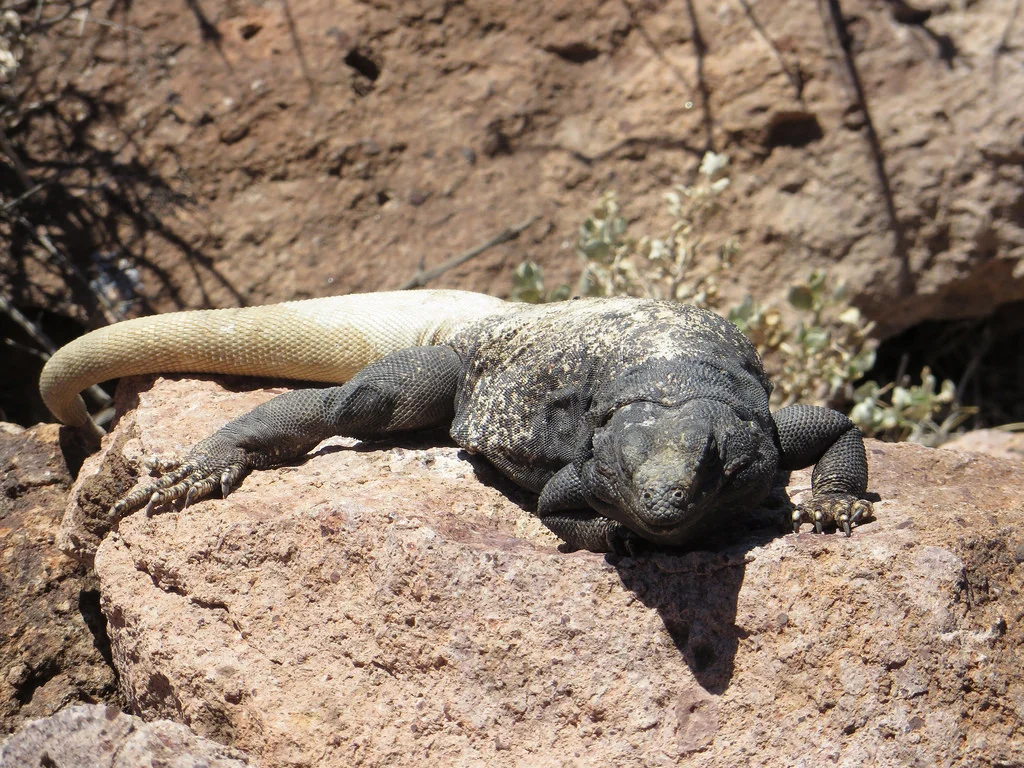 Chuckwallas
