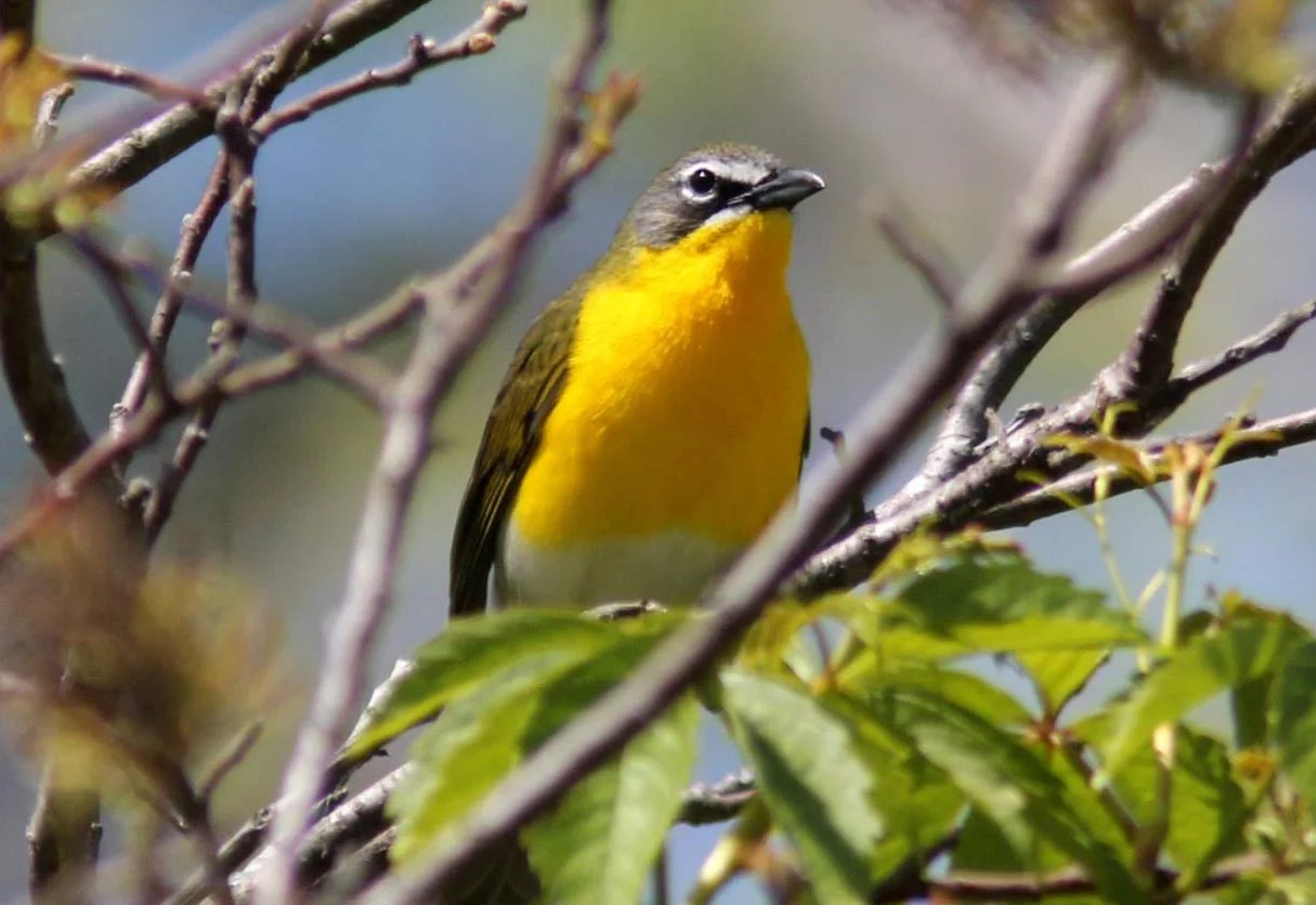 Yellow-breasted Chat