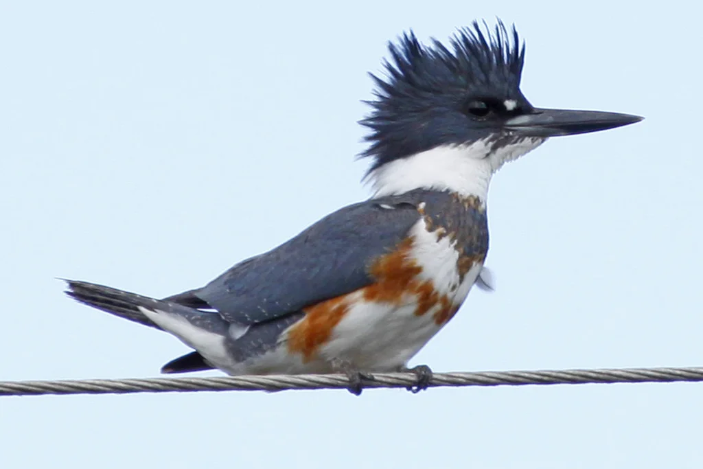 Belted Kingfishers