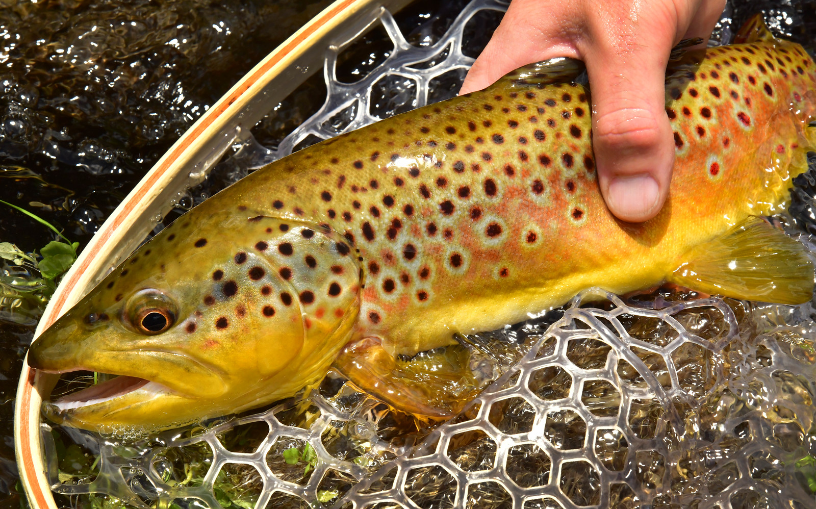 AZGFD Brown trout White Mts.-X3.jpg
