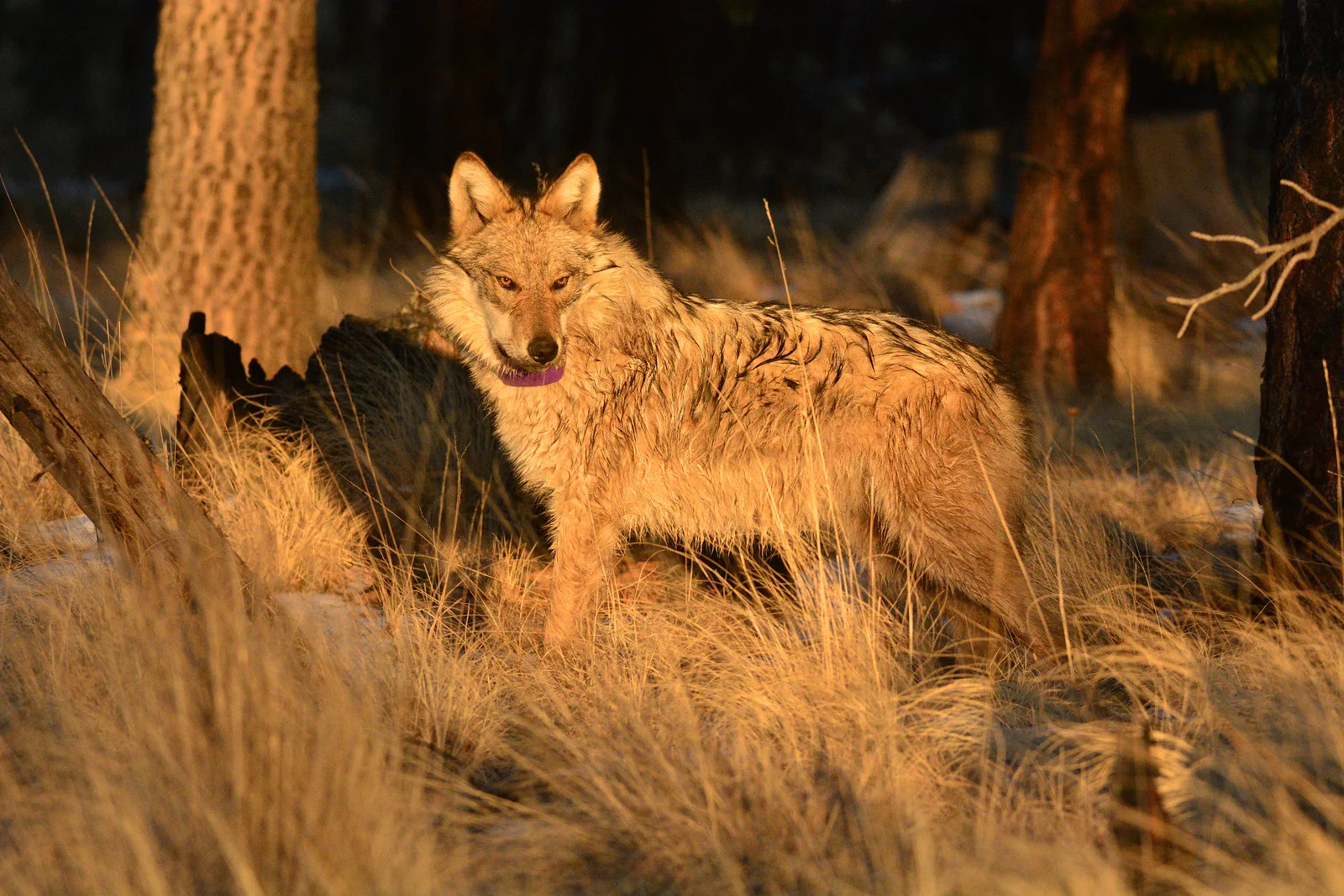 Wolf 1-29-2018-X3.jpg
