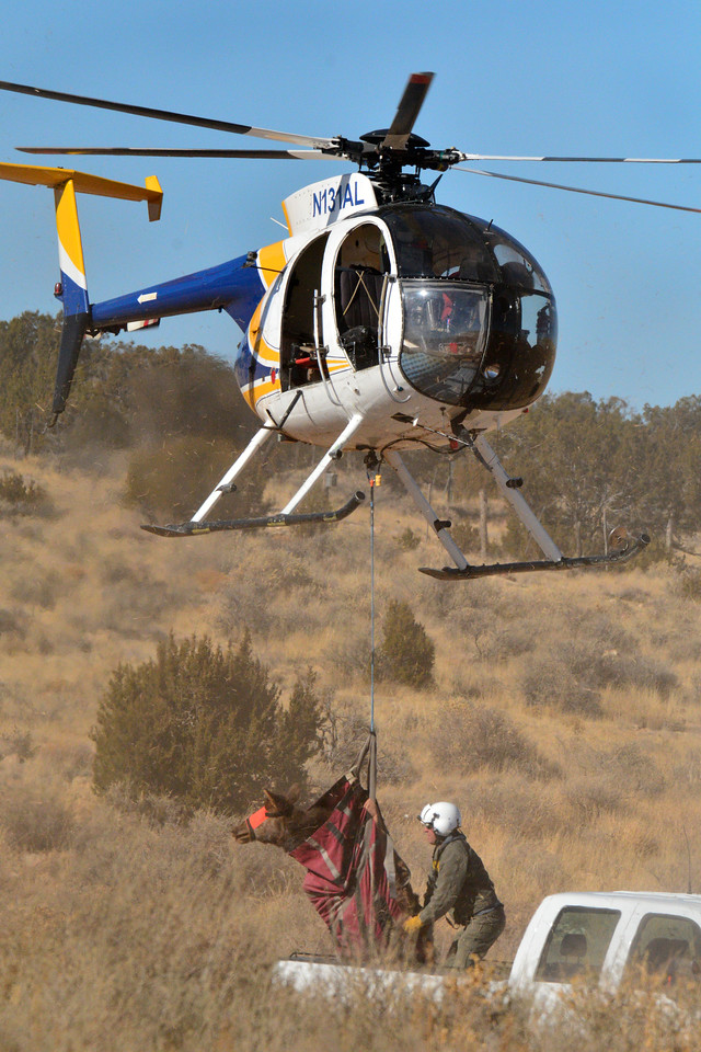 AZ Elk Captured and brought in for processing-X2.jpg