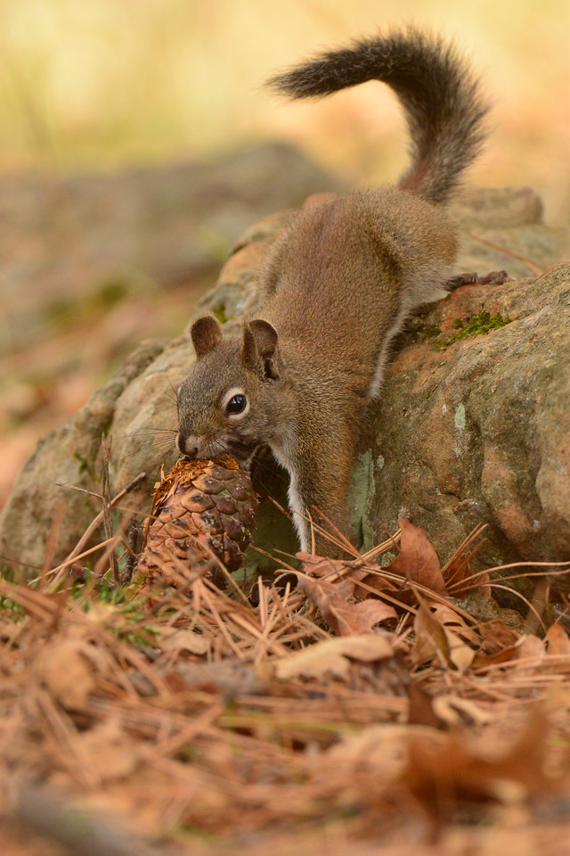 Red Squirrel AZGFD-GA-X2.jpg