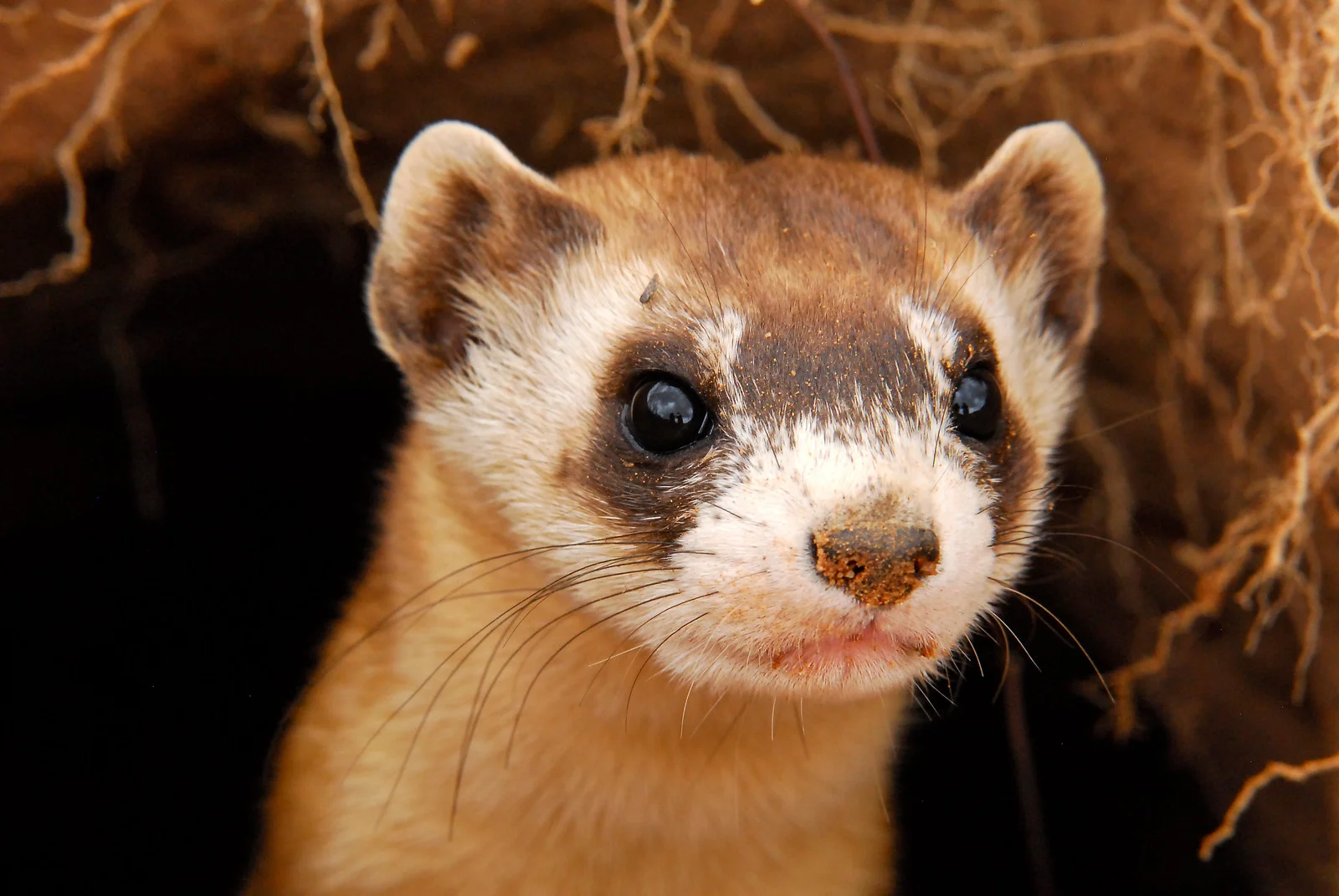 Black-footed ferret-AZGFD-George Andrejko-105-X3.jpg