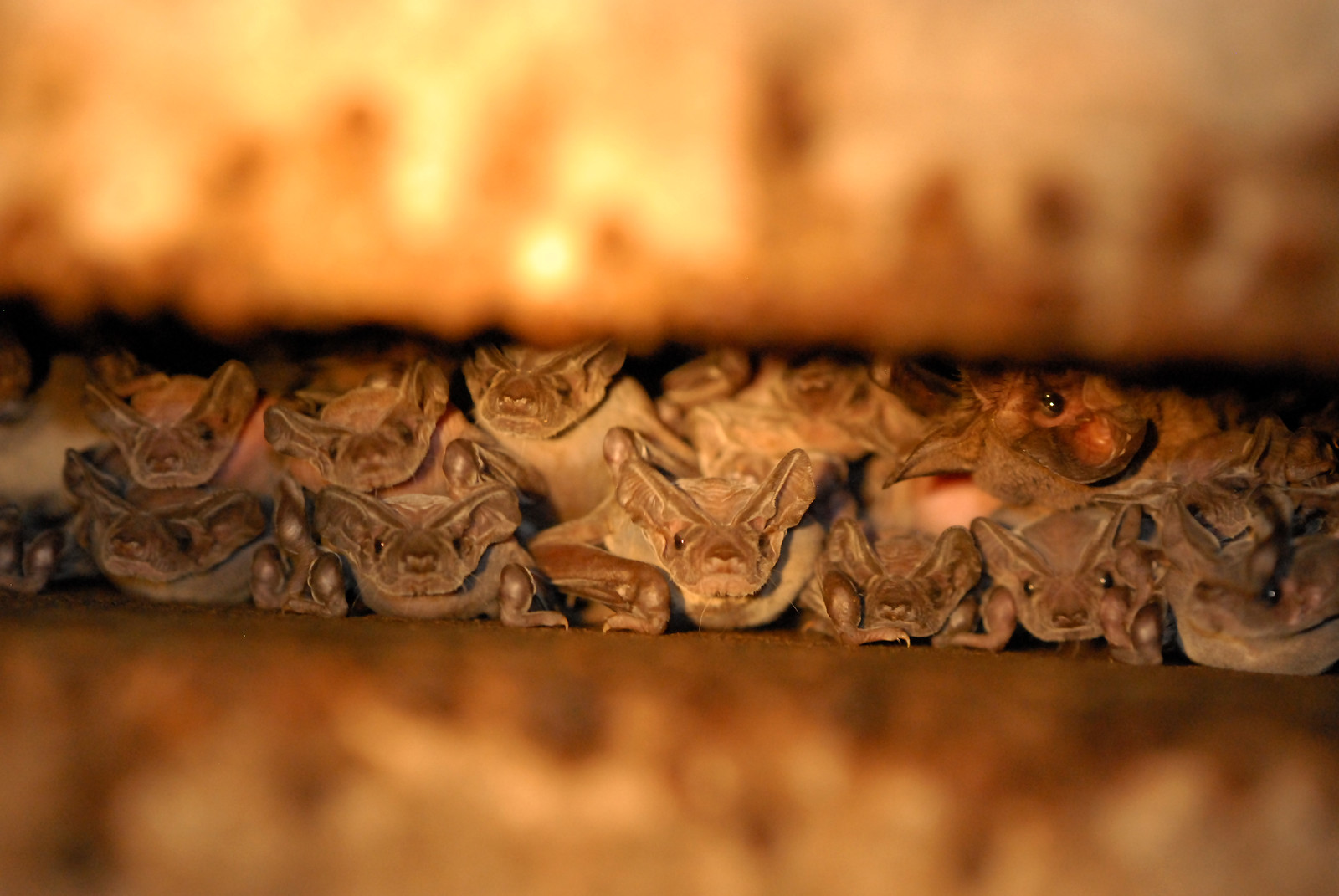 Mexican freetail bat colony-AZGFD-GA-3-X3.jpg