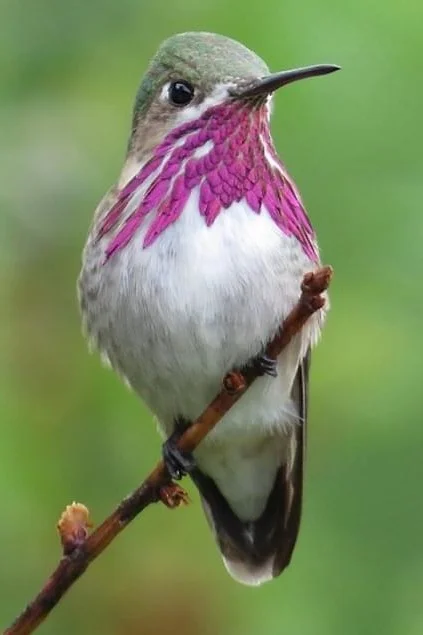 Calliope hummingbird