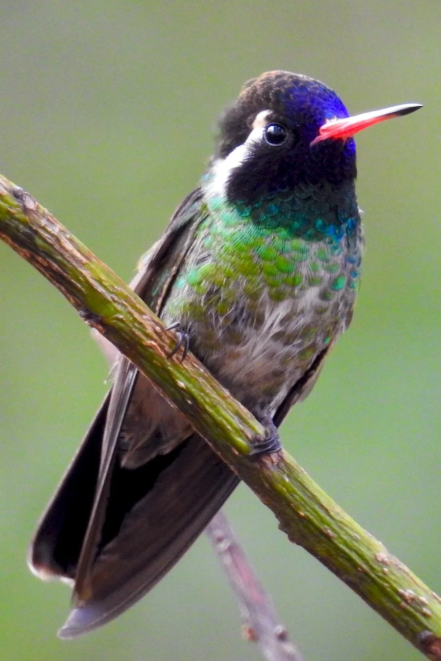 White-eared hummingbird