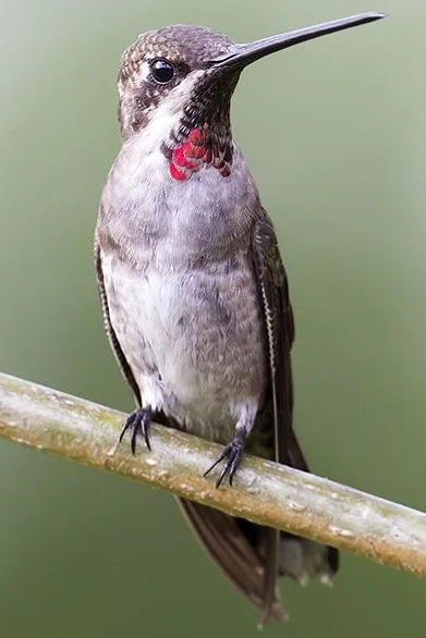 Plain-capped starthroat