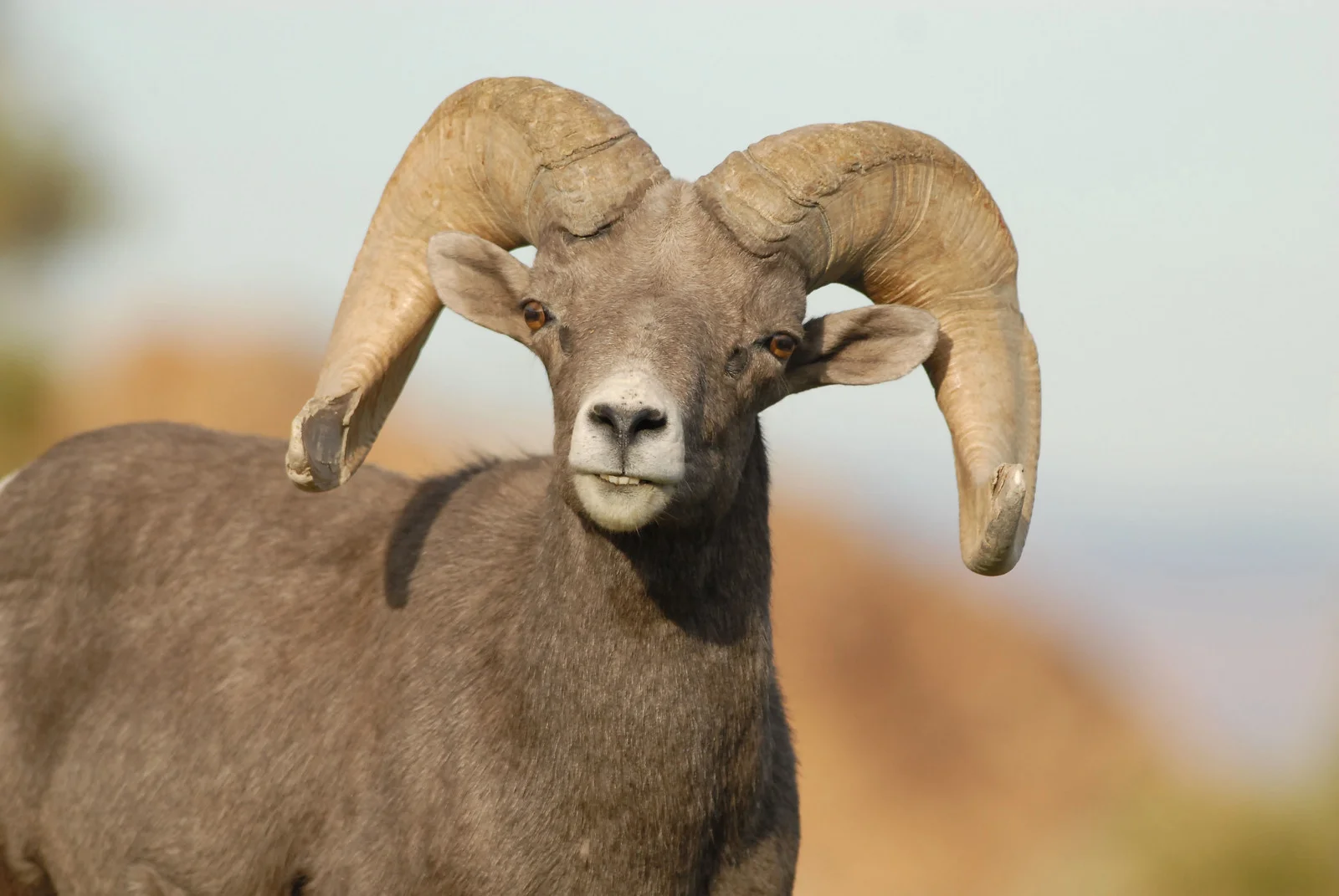 Desert Bighorn Sheep ram-AZGFD-GA-77-X3.jpg