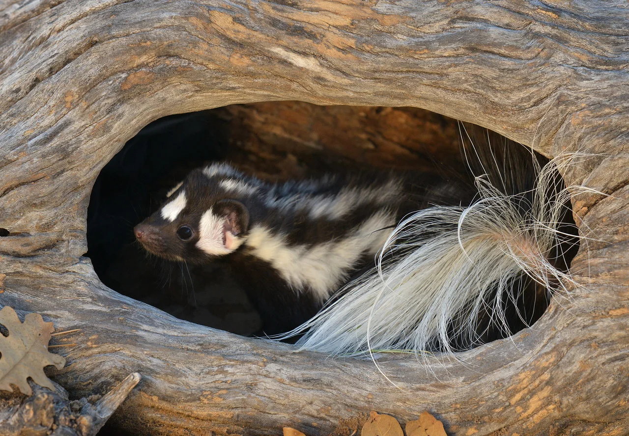 Spotted Skunk-X2.jpg