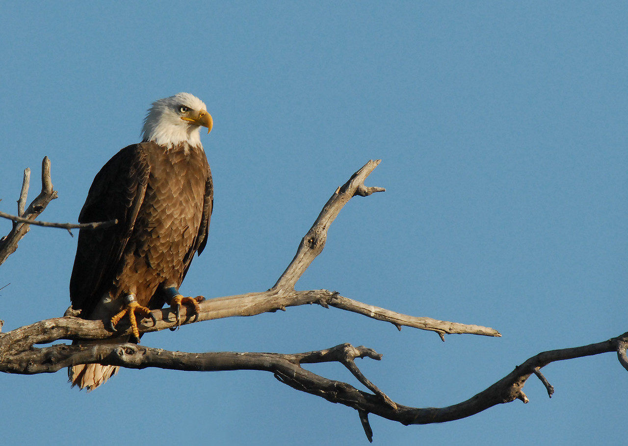 Bald Eagle AZGFD-George Andrejko----X2.jpg