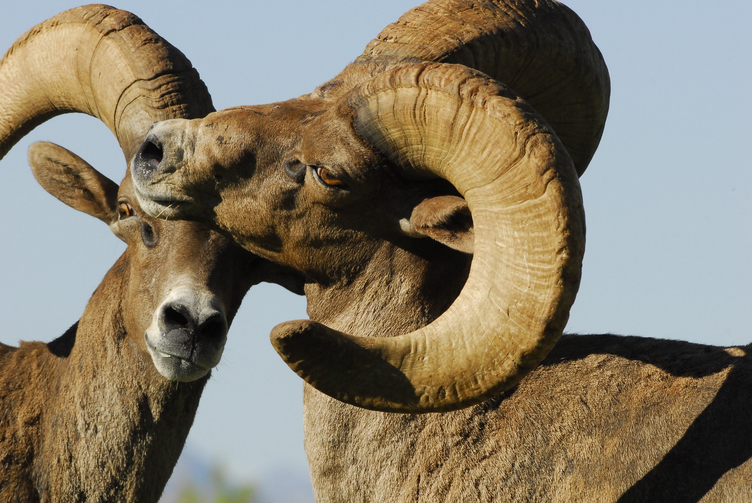 _AZGFD Desert Bighorn sheep rams.jpg