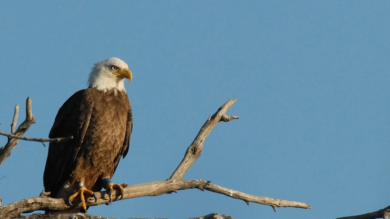 Bald Eagle AZGFD-George Andrejko----X2.jpg