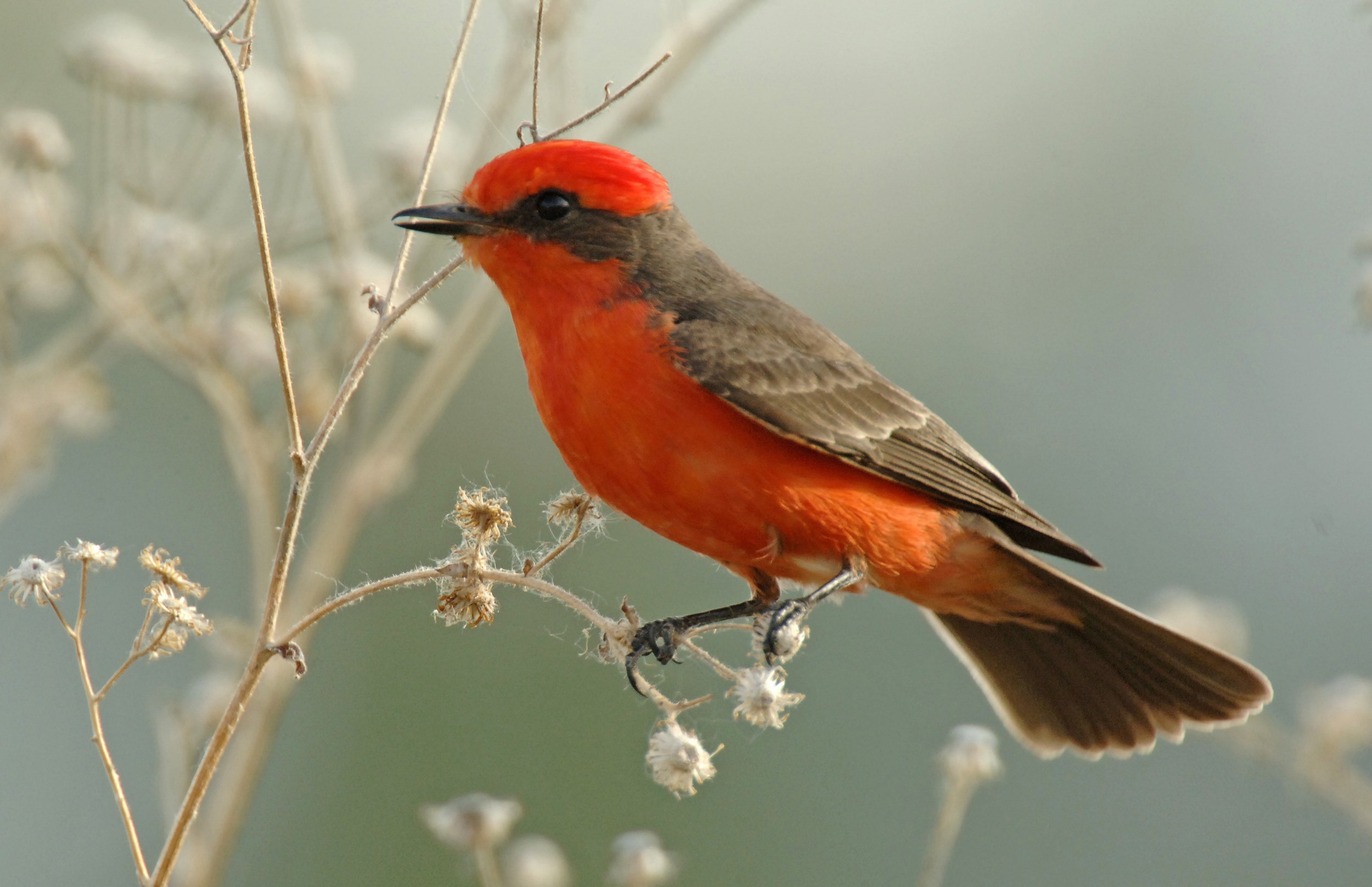 Vermilion Flycatcher-594.jpg