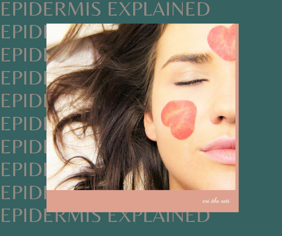 The Epidermis Explained