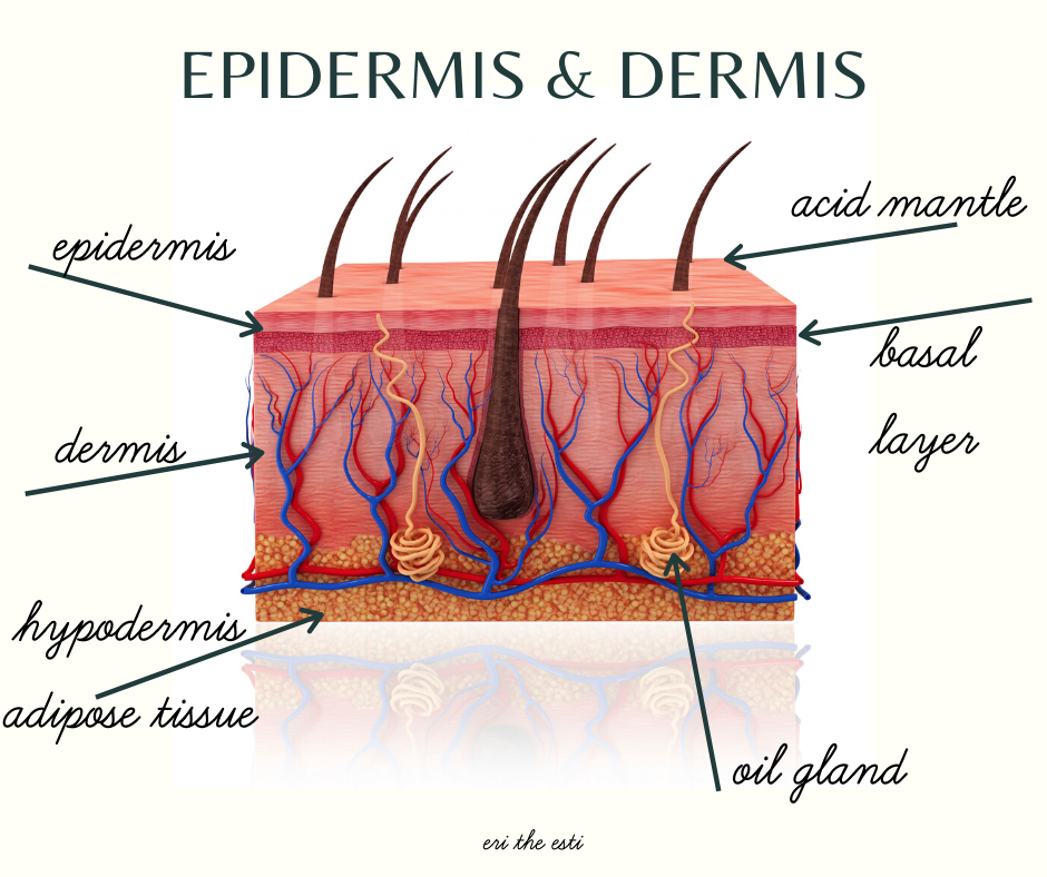 epidermis bilayer view