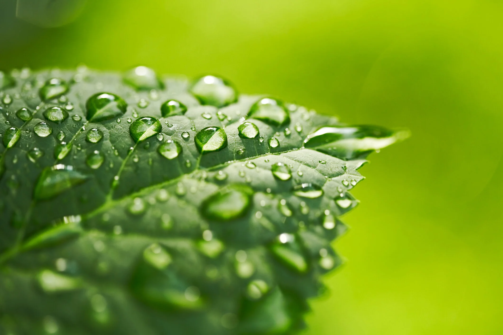 iStock-165981483.jpg