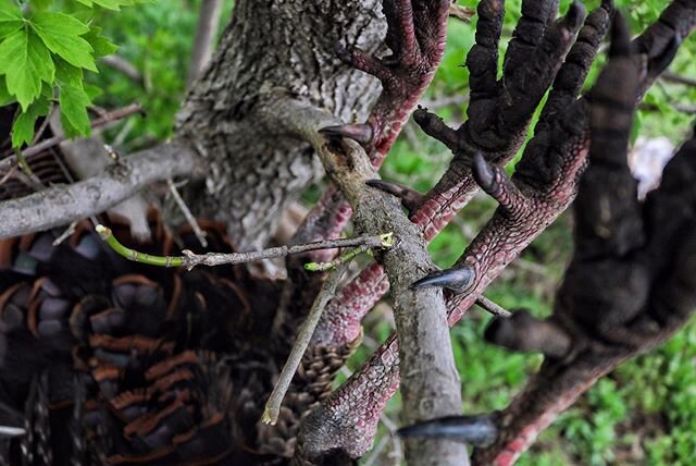 Enough with the waterfowl pictures for now, it&rsquo;s March, the weather is nice and we got one thing on our mind! #kansasgobblers #rios #easterns #dsddecoys #NWTF #limbhangers #mossyoak #frontrunneroutdoors