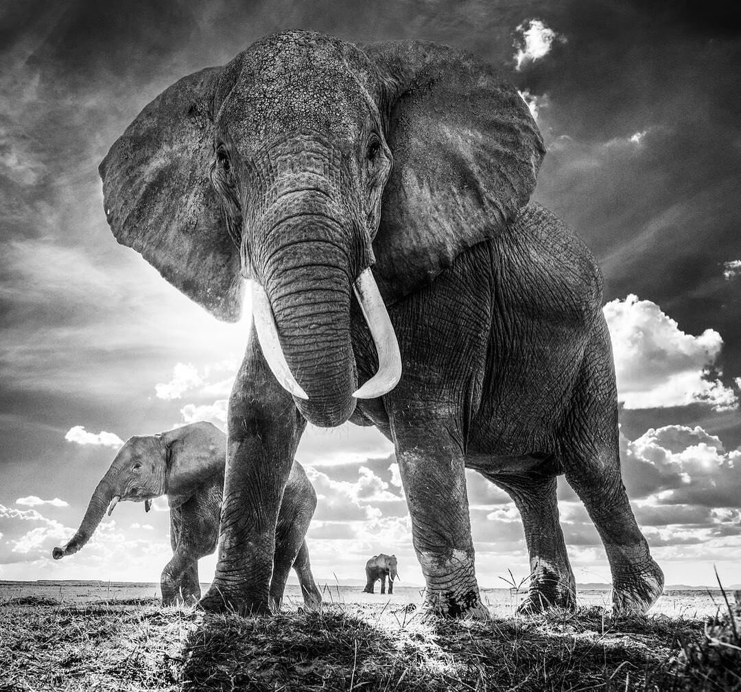 On #WorldElephantDay, famed photographer David Yarrow's &quot;The Untouchables&quot; was the first thing to come to mind. We loved working with former client, @hilton.asmus.contemporary, to be up close and personal with important and beautiful work l
