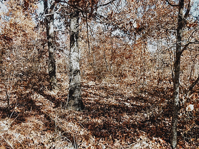 DSC03419%20(2).JPG
