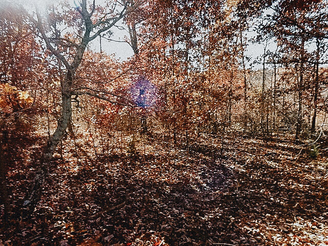 DSC03438%20(2).JPG