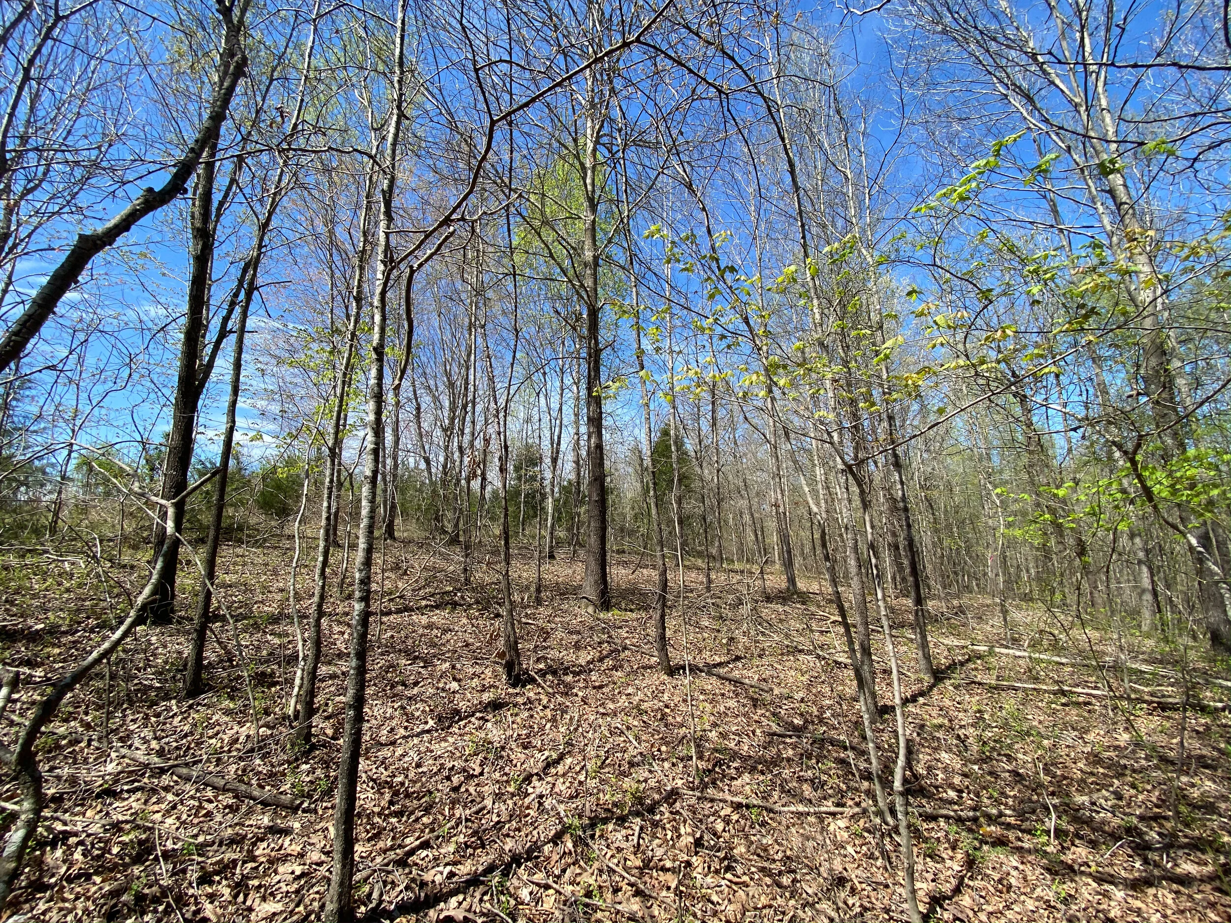 *SOLD* Ethridge Farms Tract 16 — Lot of Freedom