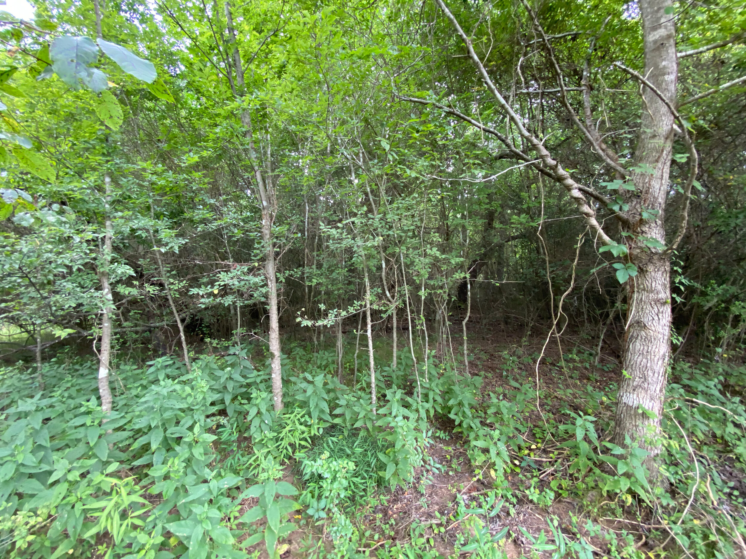 Ethridge%20Farms%20Tract%2011-06 3.JPG