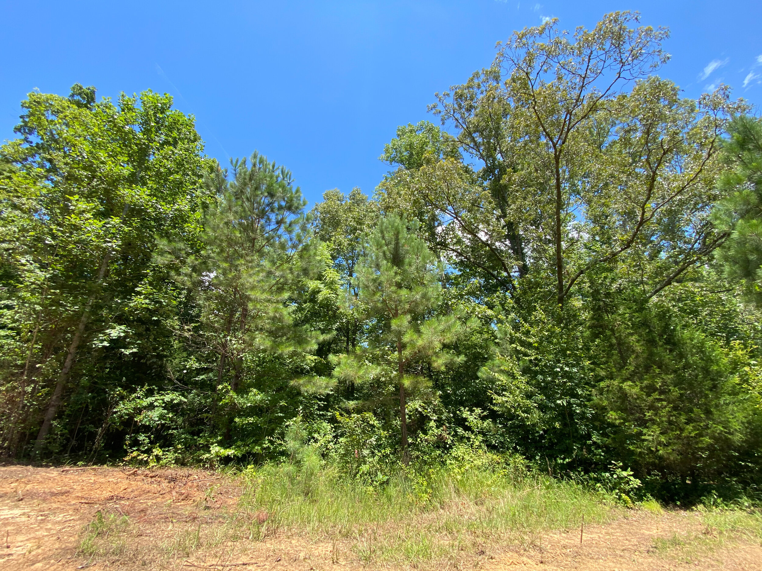 Ethridge%20Farms%20Tract%2011-26 4.JPG