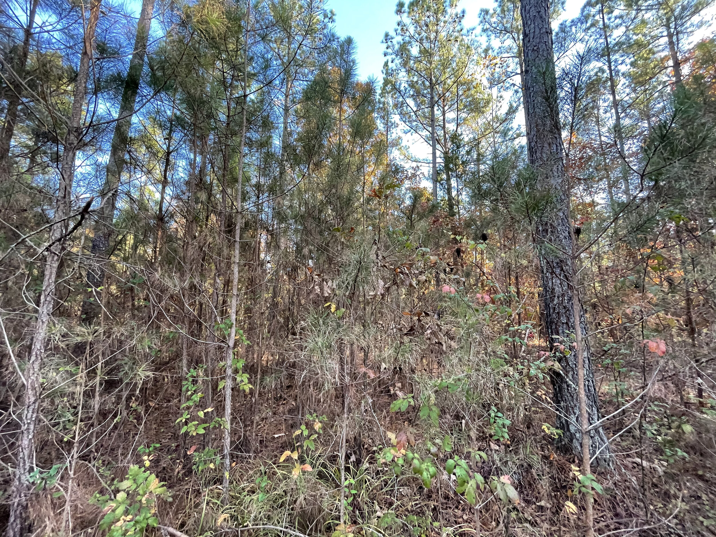 Huntingdon Tract 4 - 8.jpeg