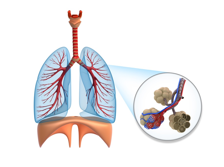 Alveoli in lungs - blood saturating by oxygen