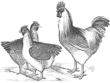 chicken_mono.jpg