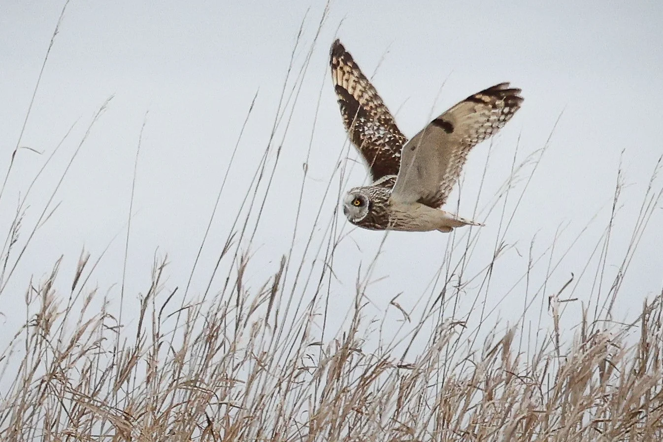 McCurdy Wings+Over+The+Meadow.JPG
