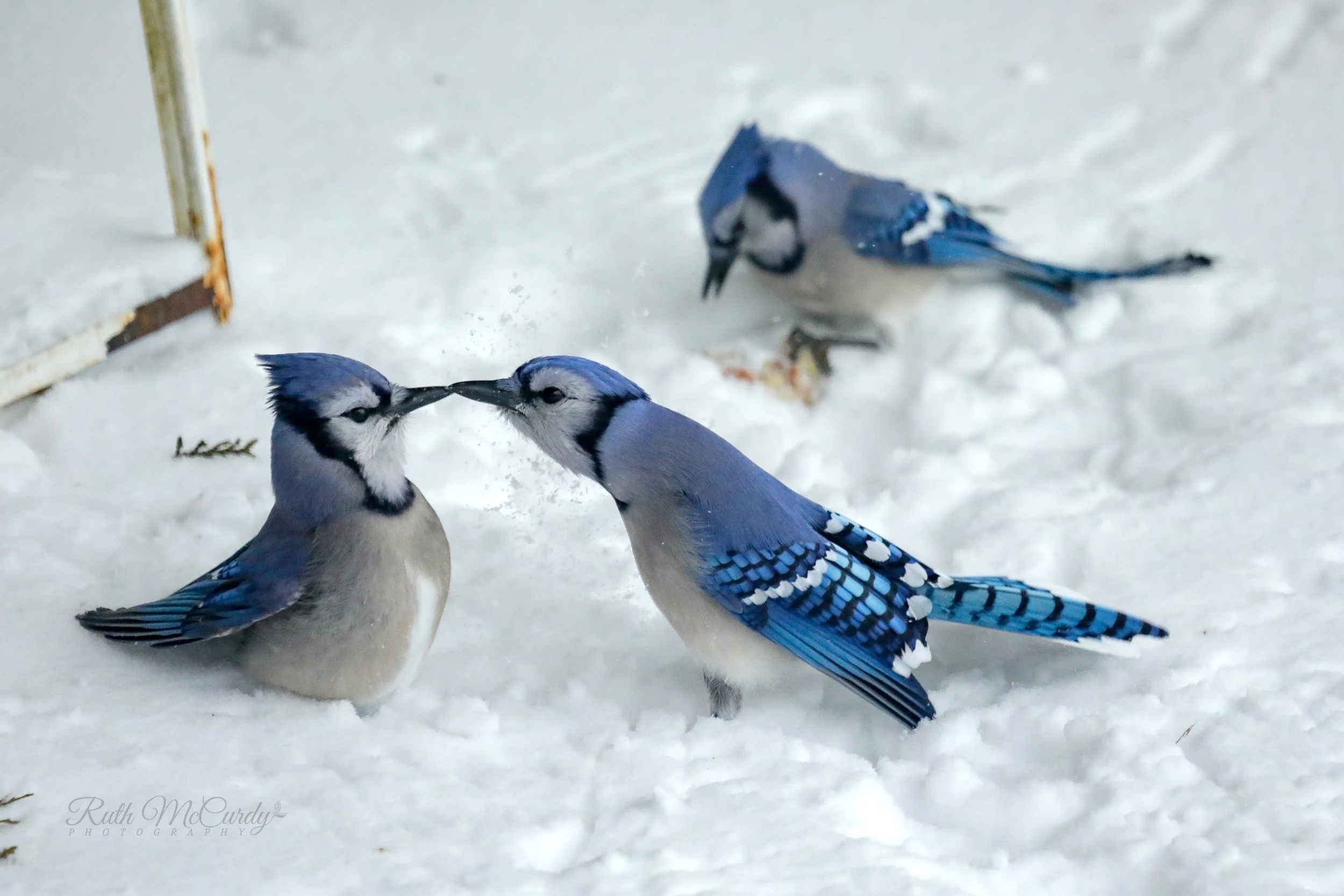 McCurdy Blue+Jay+Kiss.jpg
