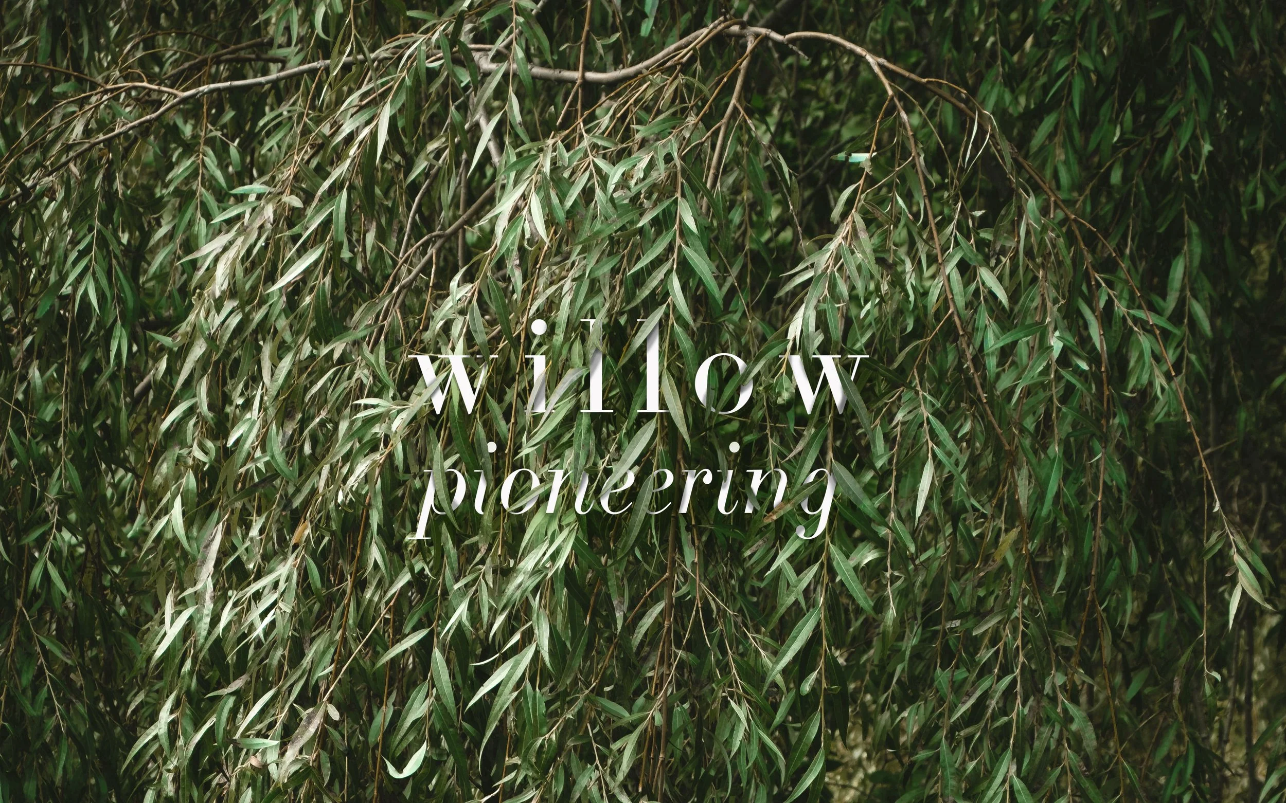 Willow Text Interaction Image copy 2.jpg