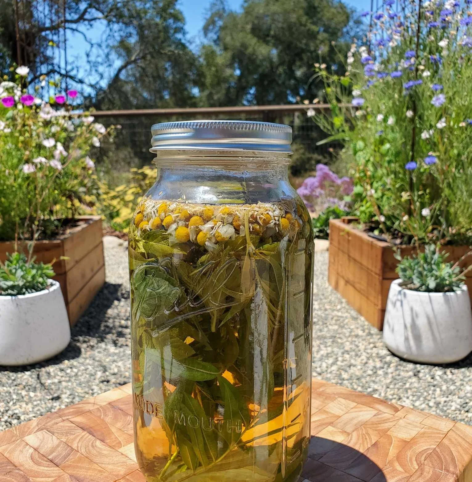 suntea.jpg