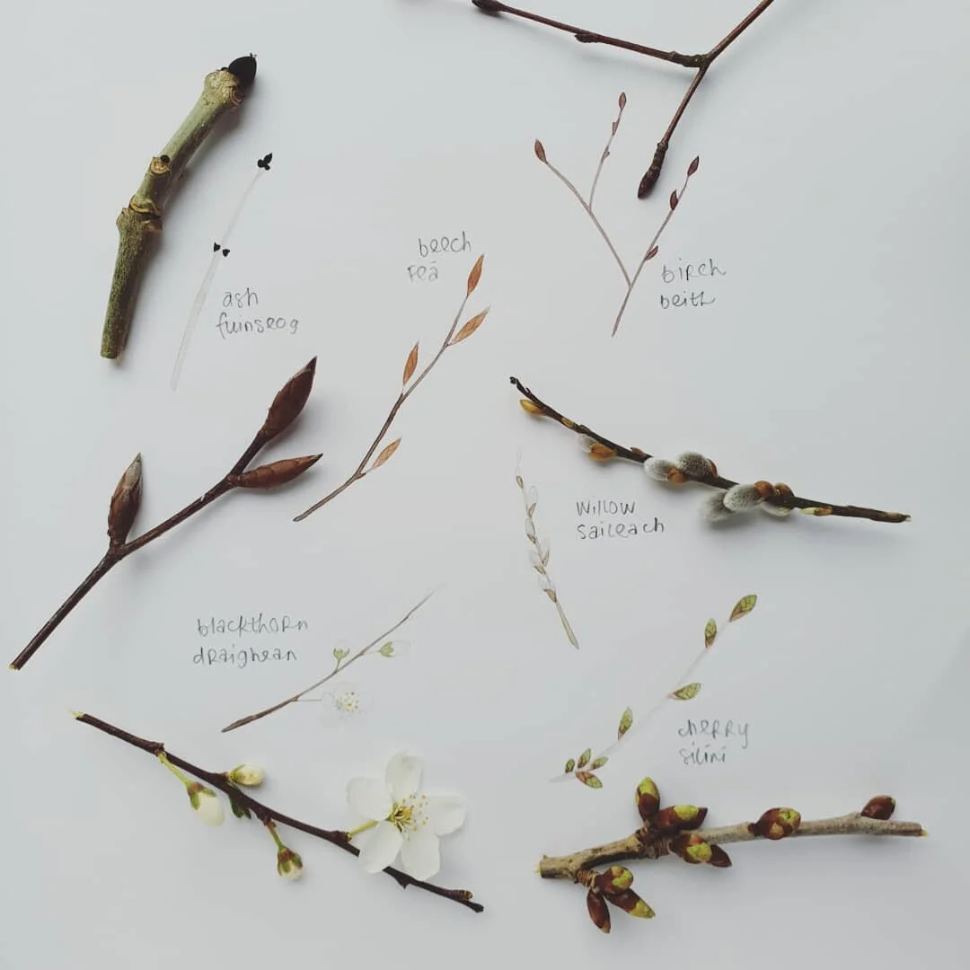 I'm learning trees in Irish, and along with it noticing how different all their buds are. Here is a snapshot of the land today ... birch, beech, cherry, ash and willow just starting to bud, and meanwhile the blackthorn is flowering before it leaves. 
