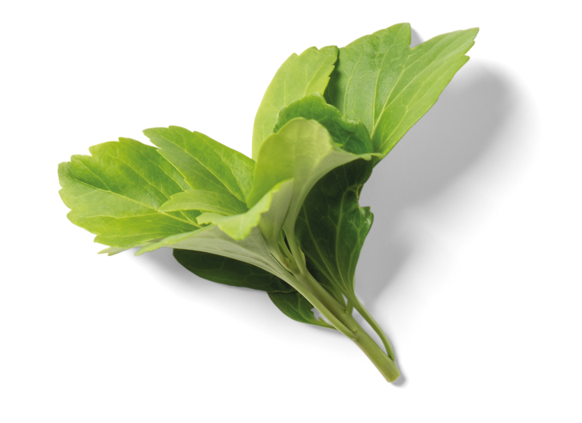 Blatt.png