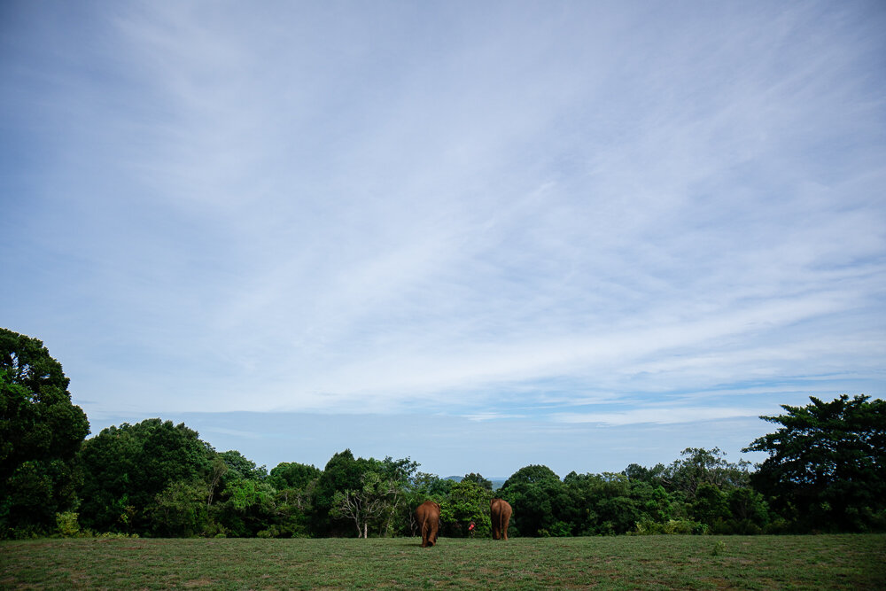 Elephant Photography Wild Animal Protection EVP-1.jpg