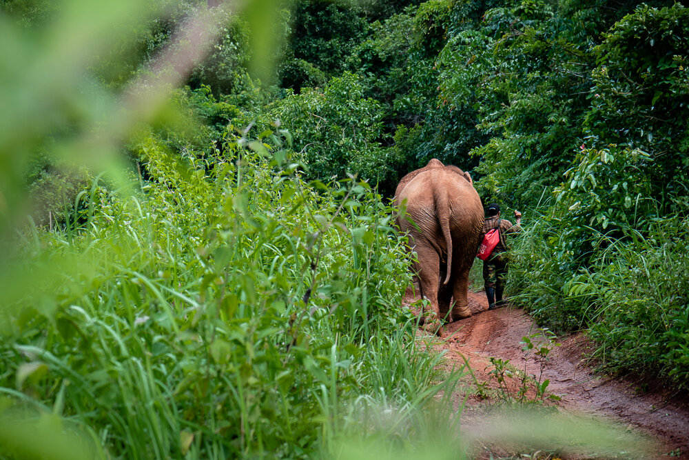 Elephant Photography Wild Animal Protection EVP-2.jpg