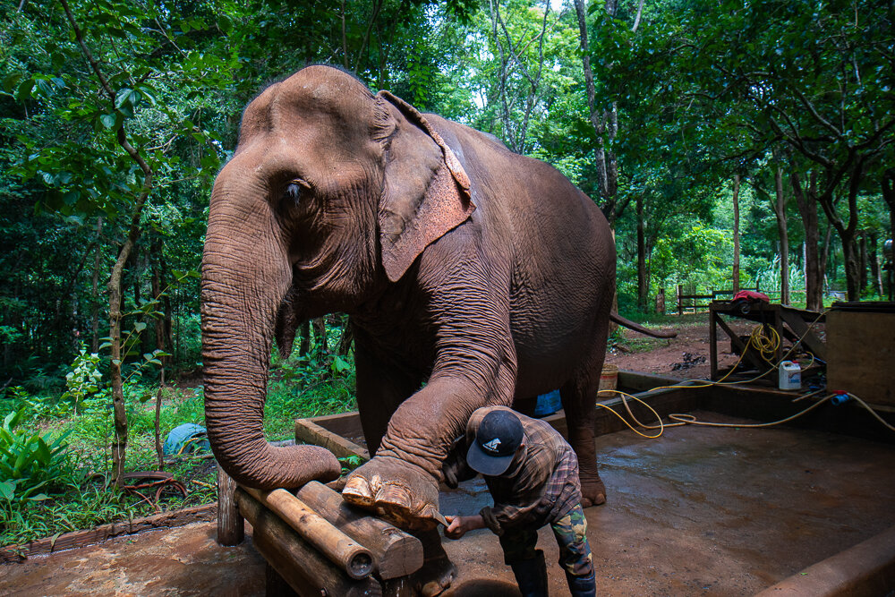 Elephant Photography Wild Animal Protection EVP-3.jpg
