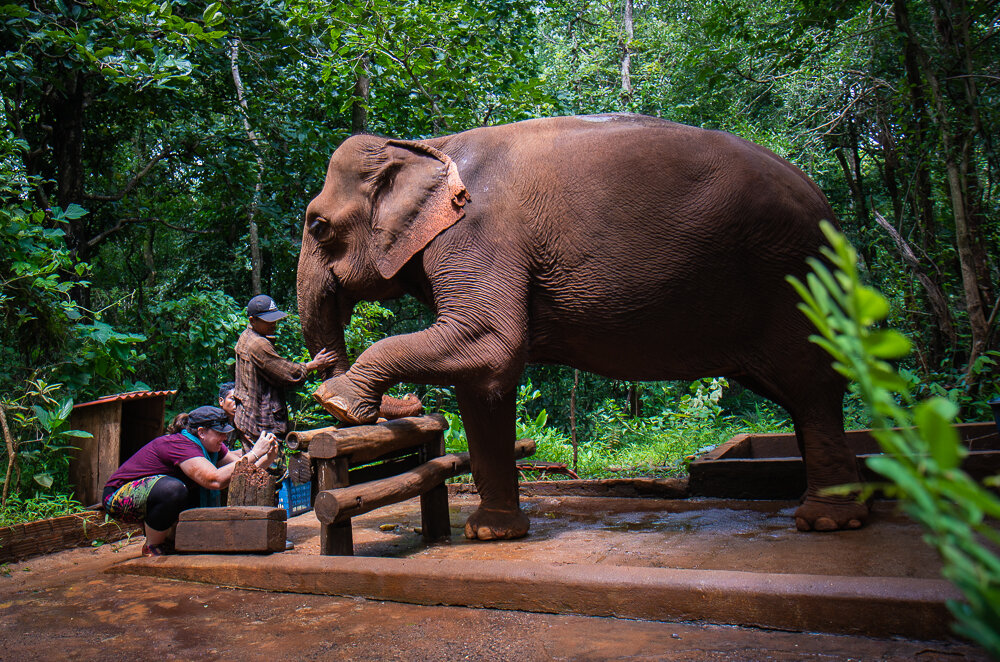 Elephant Photography Wild Animal Protection EVP-4.jpg