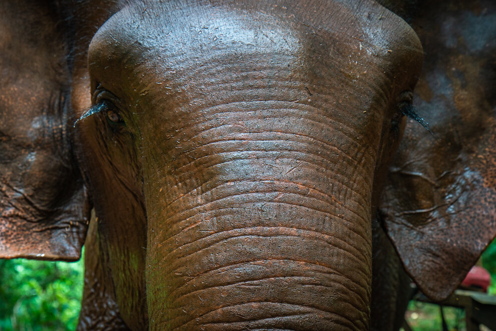 Elephant Photography Wild Animal Protection EVP-6.jpg