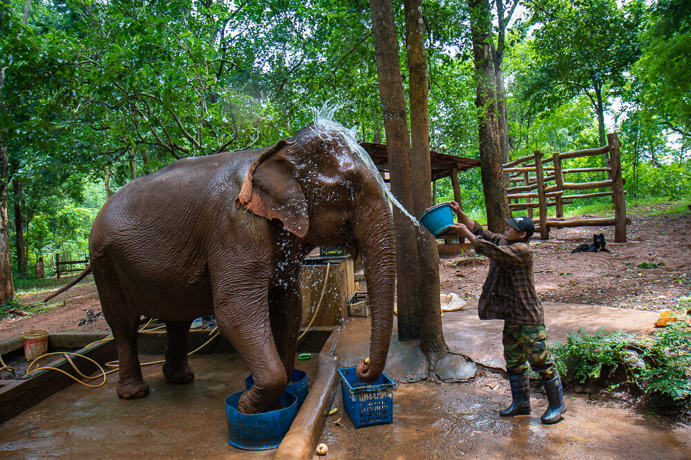 Elephant Photography Wild Animal Protection EVP-7.jpg