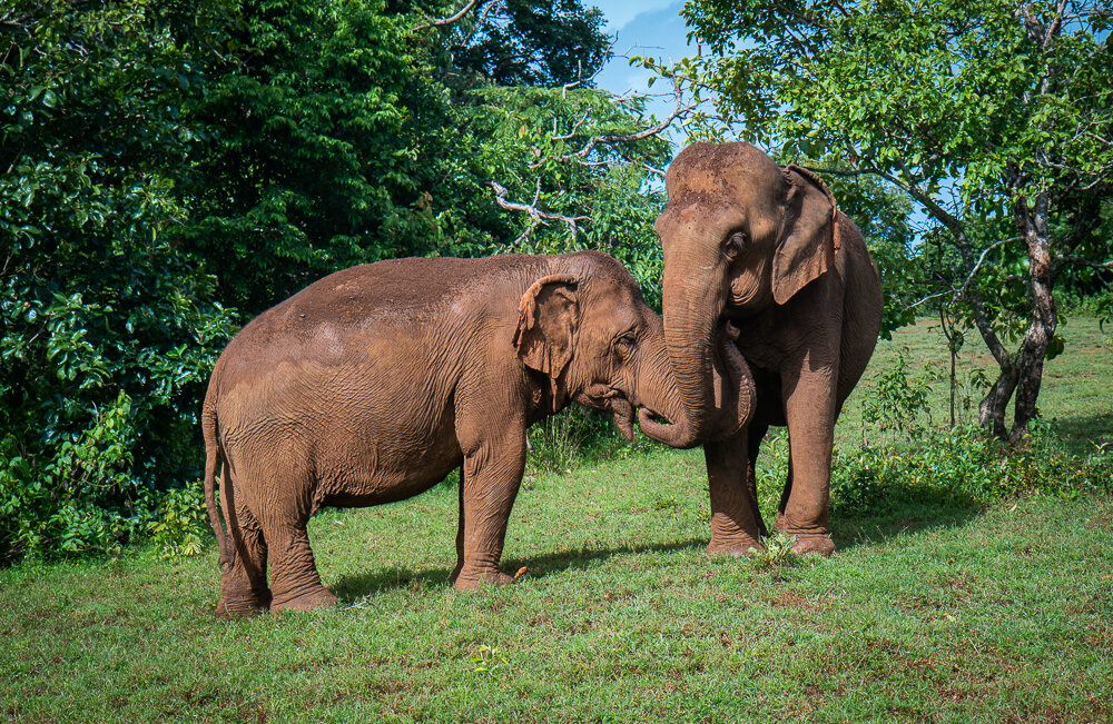 Elephant Photography Wild Animal Protection EVP-9.jpg